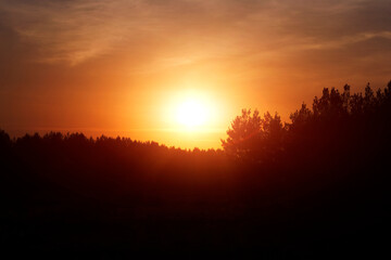 Fototapeta na wymiar Silhouette pine forest against background bright orange sunset.
