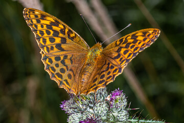 Nature in macro