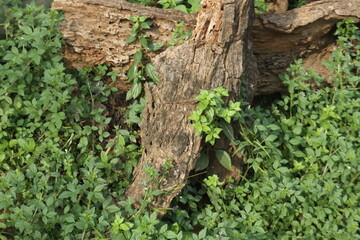 Decayed Woods Covered With Variety of Green Vines, with Green Leaves, Compose a Beautiful Natural Background.