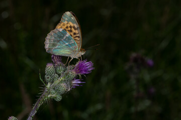 Nature in macro