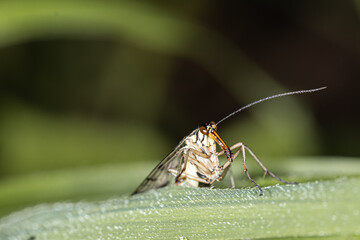 Nature in macro