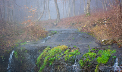 the water of the river in the autumn forest