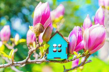 Toy Blue House Model and Blooming Pink Magnolia Flowers