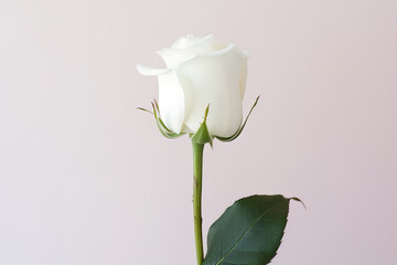 Beautiful white rose on pink background. Created with Generative AI Technology