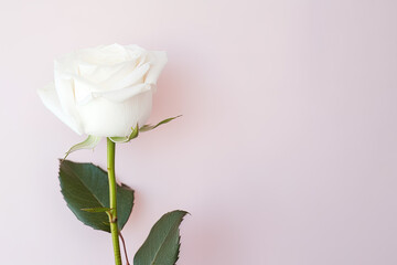 Fototapeta premium Beautiful white rose on pink background with copy space. Created with Generative AI Technology