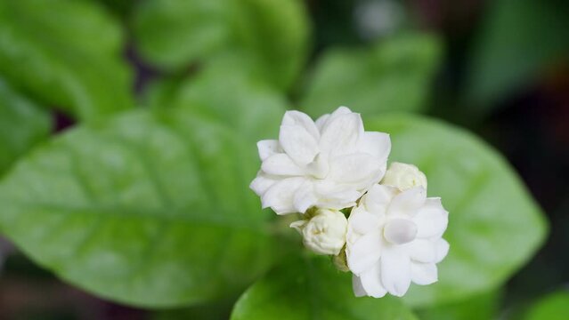 Blooming Jasmine Sambac on tree.  Nature background.