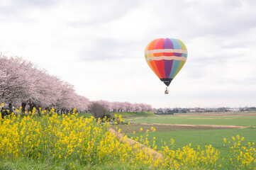 桜並木と菜の花とカラフルな熱気球