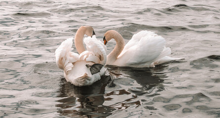 a loving pair of beautiful white swans on the quiet surface of the sea