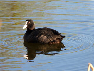 coot duck on the water
