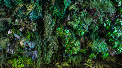 Herb wall, plant wall, natural green wallpaper and background. nature wall. Nature background of...