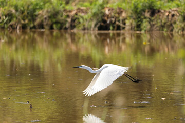 Great egret flaps its wings vigorously