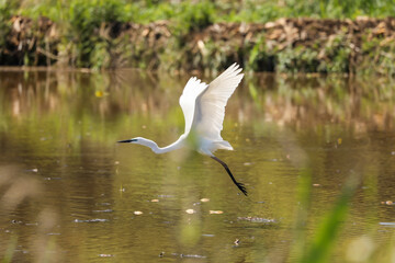 Great egret flaps its wings vigorously