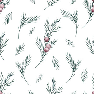 Watercolor rosemary seamless pattern. Winter plant print on white background. Hand drawn botanical illustration for fabric, wrapping paper