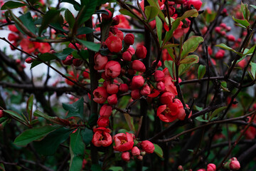 pink flowers on the branch