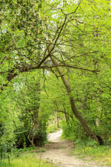 Wonderful path in a park or woods with lush green vegetation, plants and trees, vertical