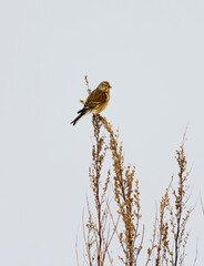 Common linnet (Linaria cannabina) perched in the field in spring.