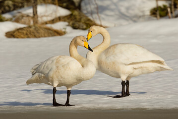 Whooper swan (Cygnus cygnus) pair standing on the ice in spring.