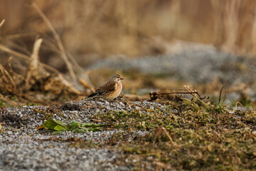 Common linnet (Linaria cannabina) sitting on the ground in spring.
