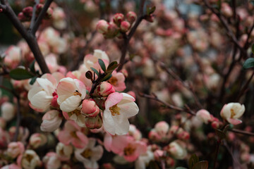 Blossom flowers