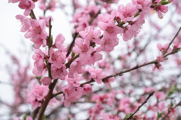 Blossom pink flowers on the branch
