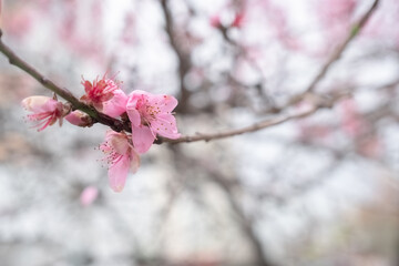 Blossom pink flowers on the branch