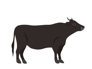 黒毛の牛