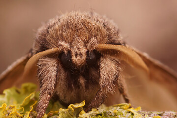 Closeup shot of the swallow prominent moth, Pheosia tremula, sitting on a twig