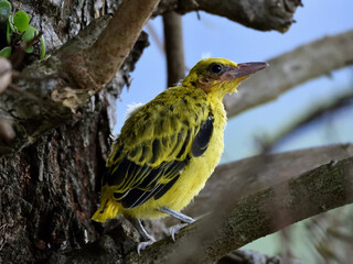 Yellow bird