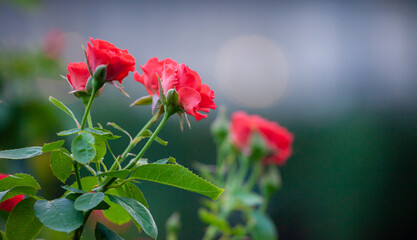 Beautiful roses in the rose garden for Valentine's Day. Close-up photo of a red rose.