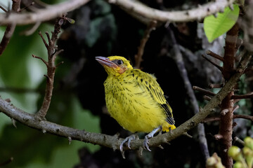 yellow bird