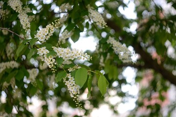 Spring flowering of fruit trees.