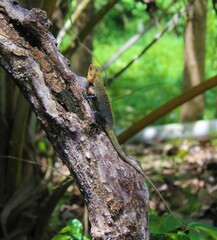 the lizard on the tree branch