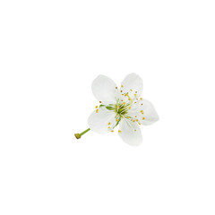 White cherry flower on a white background.
