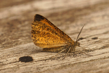 Closeup on the Frosted Yellow geometer moth, Isturgia limbaria with closed wings