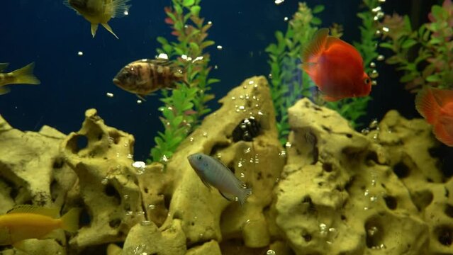 Colourfull fishes in the aquarium. Domestic fish swims. A pet. Underwater world at home.