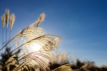 Golden Miscanthus and the sun