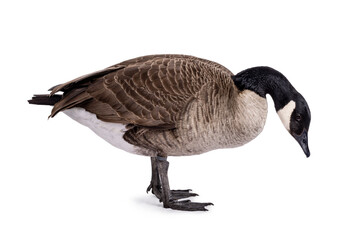 Small Canadian Goose, standing side ways. Head bowed down towards ground. Isolated on a white background.