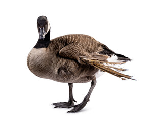 Small Canadian Goose with Angel Wing condition, standing side ways. Looking towards camera. Isolated on a white background.