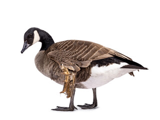 Small Canadian Goose with Angel Wing condition, walkingside ways. Looking side ways away from camera. Isolated on a white background.