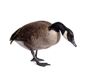 Small Canadian Goose, walking towards camera. Head bowed down towards ground. Isolated on a white background.