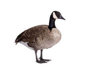 Small Canadian Goose, walking side ways. Head up looking side ways. Isolated on a white background.