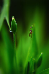 Spider on a leaf