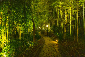 Bamboo forest path in Shuzenji, izu, Japan - obrazy, fototapety, plakaty