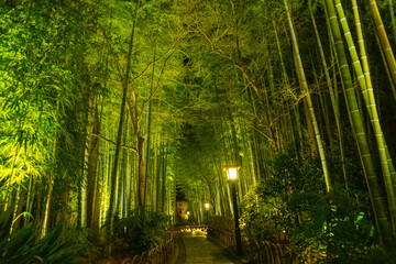 Fototapeta premium Bamboo forest path in Shuzenji, izu, Japan