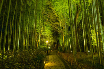 Bamboo forest path in Shuzenji, izu, Japan