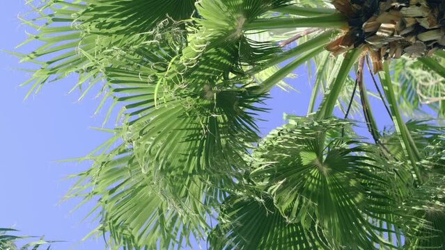  green palm trees swaying in the wind, leaves foliage over blue sky on tropical jungle island, summer vibe, traveling to warm countries, vertical footage Generative AI