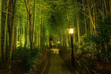 Bamboo forest path in Shuzenji, izu, Japan