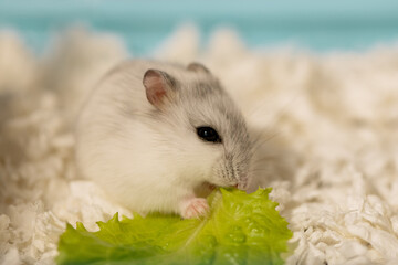 Hungry hamster sitting on paper shavings and eating lettuce in cage, side view