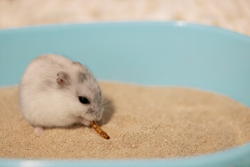 Hamster eating mealworm in bathtub in cage