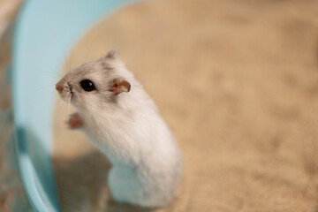 Hamster standing on hind legs on bathing sand in bathtub
